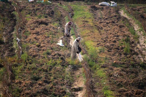 sementeira, egito - african culture farmer action activity - fotografias e filmes do acervo