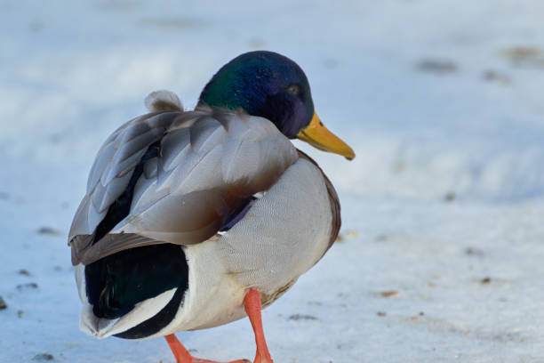 istock beautiful the birds 922684256