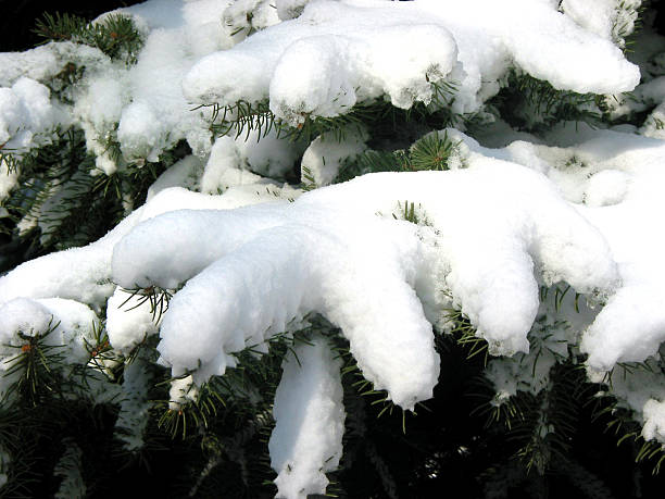 istock Winter fir branches under snow 1 92268427