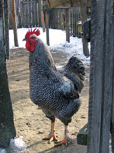 Gray Farm Rooster Stock Photo - Download Image Now - Animal's