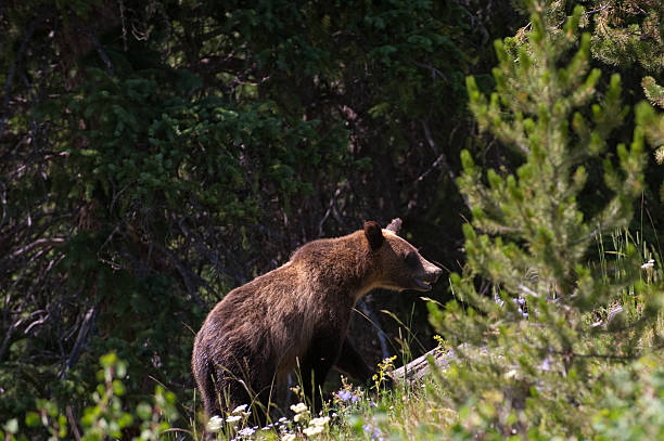 istock Closeup of young grizzly bear. 92268460
