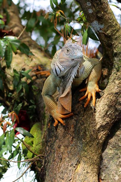 istock Iguana from Costa Rica 922685942