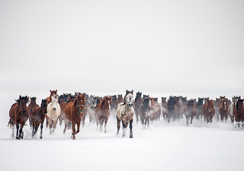 Wild horses running in snow near Kayseri, Turkey