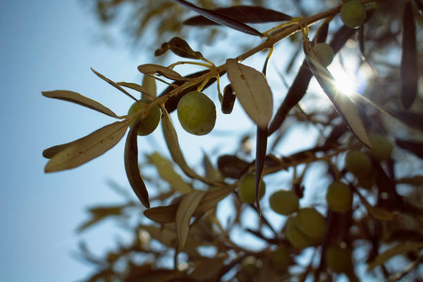istock Close up view of raw olives on tree and sun rays with clear, blue sky background. 922686436