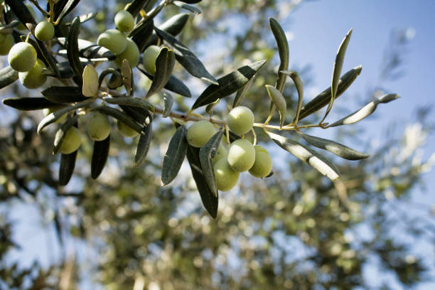 istock Close up view of raw olives on tree and sun rays with clear, blue sky background. 922686616