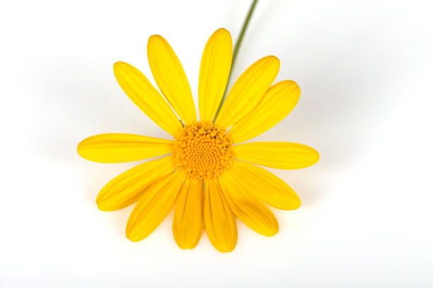 istock A flower of Euryops pectinatus on white 922686858