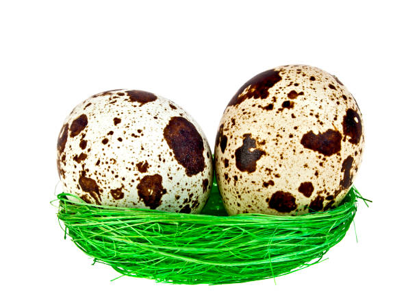 istock Quail eggs in a green nest on white background 922687334