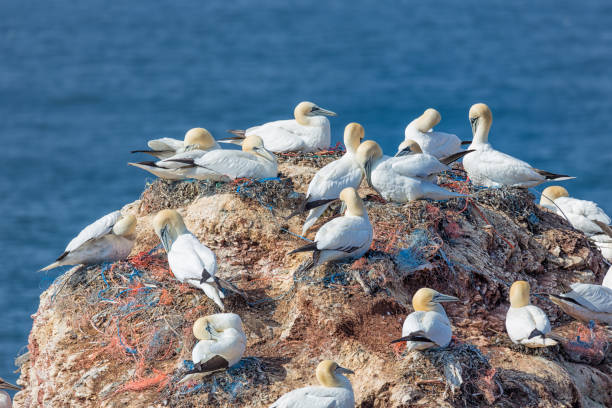 istock Northern gannets in breeding colony at cliffs of German Helgolan 922687758