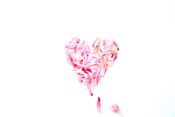 istock Blossoms of a tulip in a heart shape 922687968