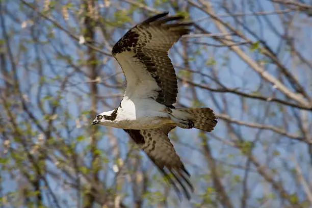 Photo of Osprey (Pandion haliaetus) In Flight