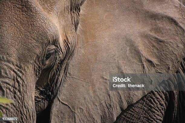 Closeup Elefant Matriarchin Portriat Der Stockfoto und mehr Bilder von Afrika - Afrika, Afrikanische Kultur, Afrikanischer Elefant