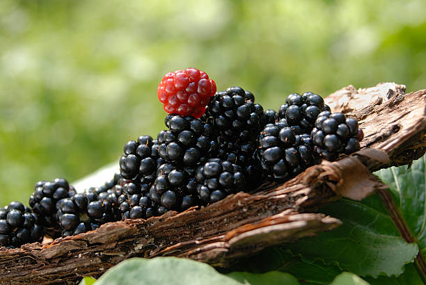 Blackberries stock photo