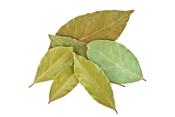 istock Dried bay laurel leaves isolated on a white background close up 922688880
