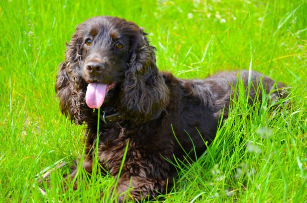 English cocker spaniel in green grass English cocker spaniel in green grass spaniel stock pictures, royalty-free photos & images