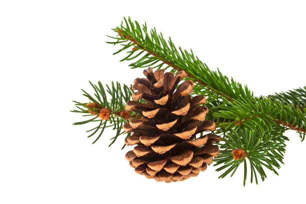 istock Fir tree branch with cone isolated on a white background. Christmas decoration. 922689086