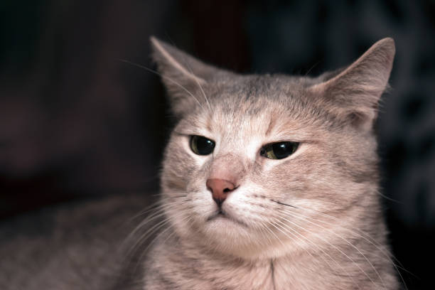 istock A cat is at loss, at a wooden background 922689162