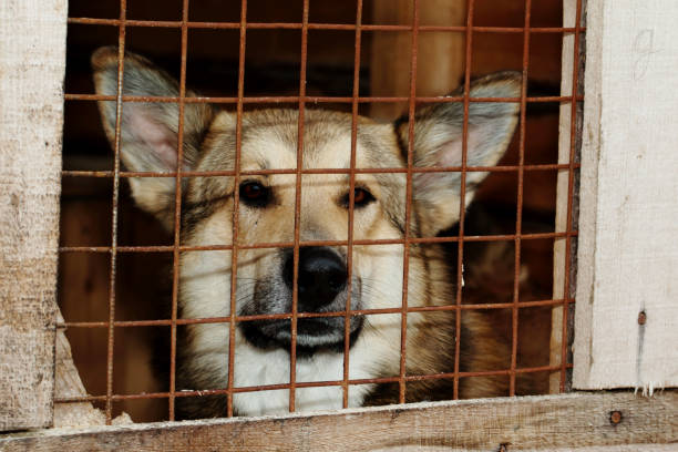 istock Dog from the shelter 922689470