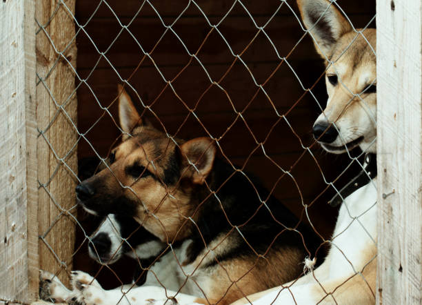 istock Dog from the shelter 922689578