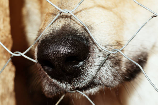 Dog from the shelter