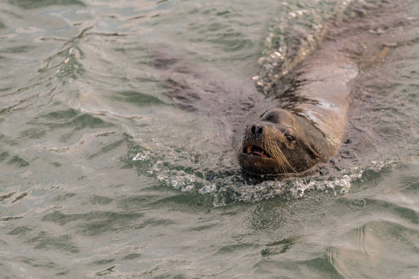 istock Sea Lion Swimming in the Pacific Ocean 922690890