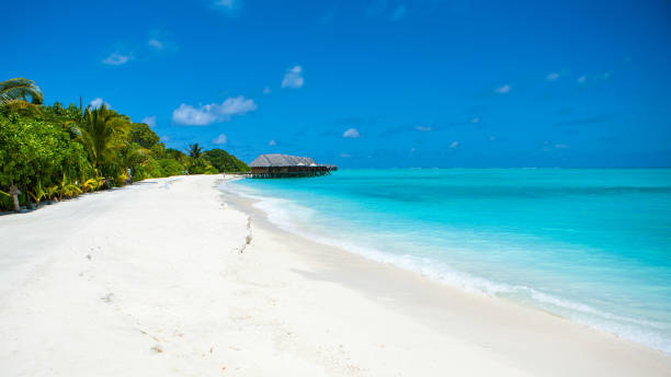 istock Beautiful sandy beach and over water tropical bungalo 922691356