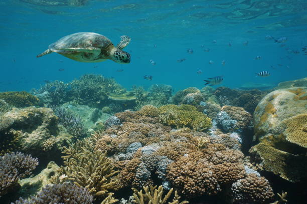 녹색 바다 거북 물고기와 수 중 산호초 - sea turtle coral turtle green sea turtle 뉴스 사진 이미지