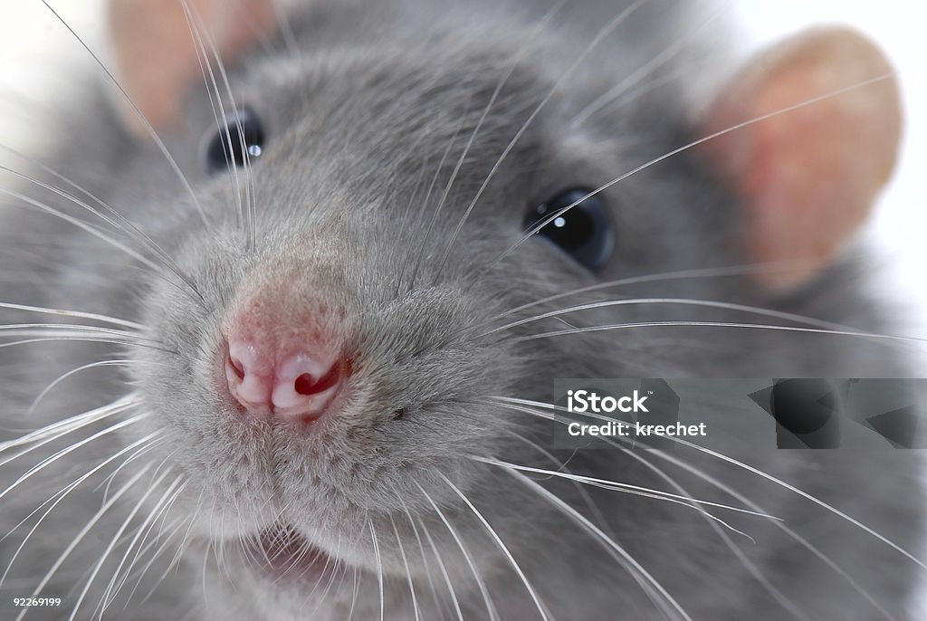 the blue rat  Animal Stock Photo