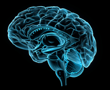 Vista lateral del cerebro humano de rayos x photo
