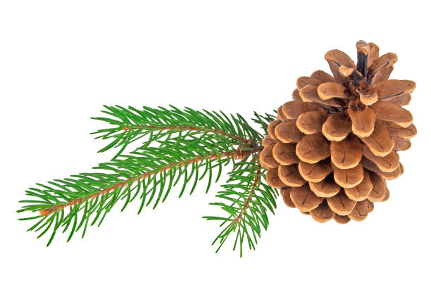 istock Beautiful pine cone with branch isolated on a white background 922692536