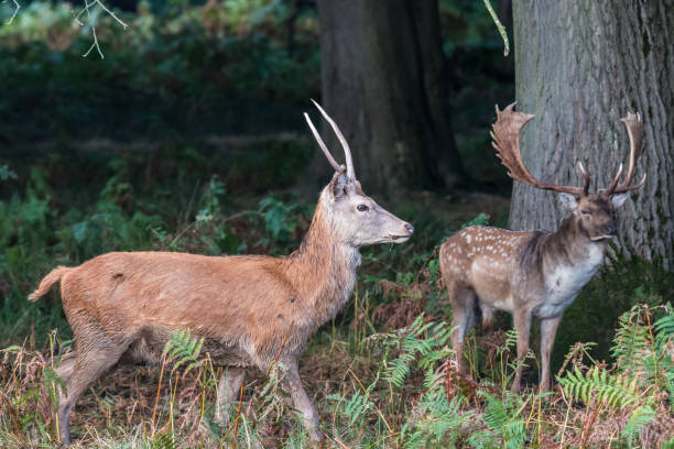 istock The deer of Richmond park 922692538