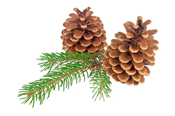 istock Pine cones with branch on a white background 922692570