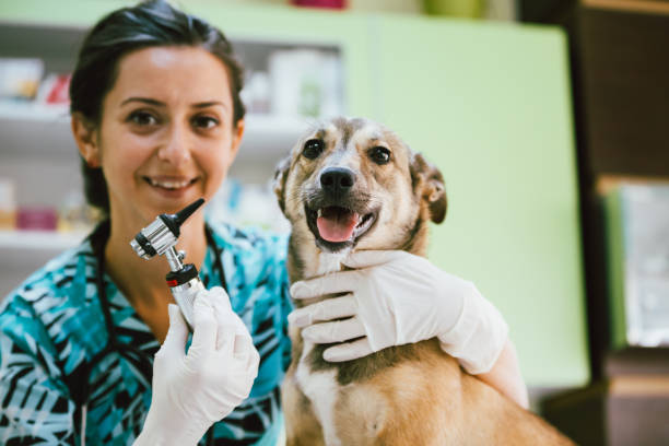 istock Veterinary woman and dog 922692620