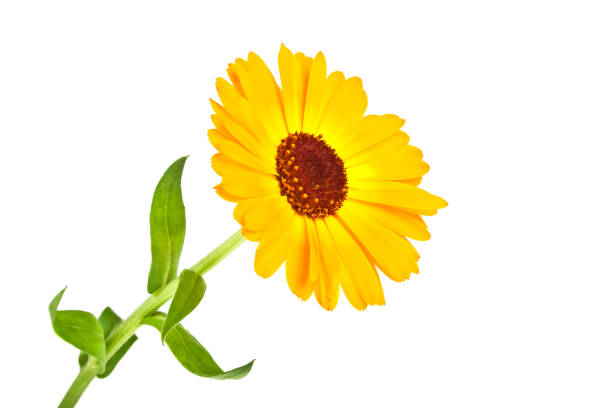 istock Calendula. Marigold flower with leaves isolated on a white background 922692792