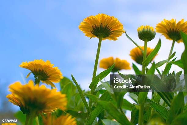 Fiori Selvatici - Fotografie stock e altre immagini di Aiuola - Aiuola, Ambientazione esterna, Ambientazione tranquilla