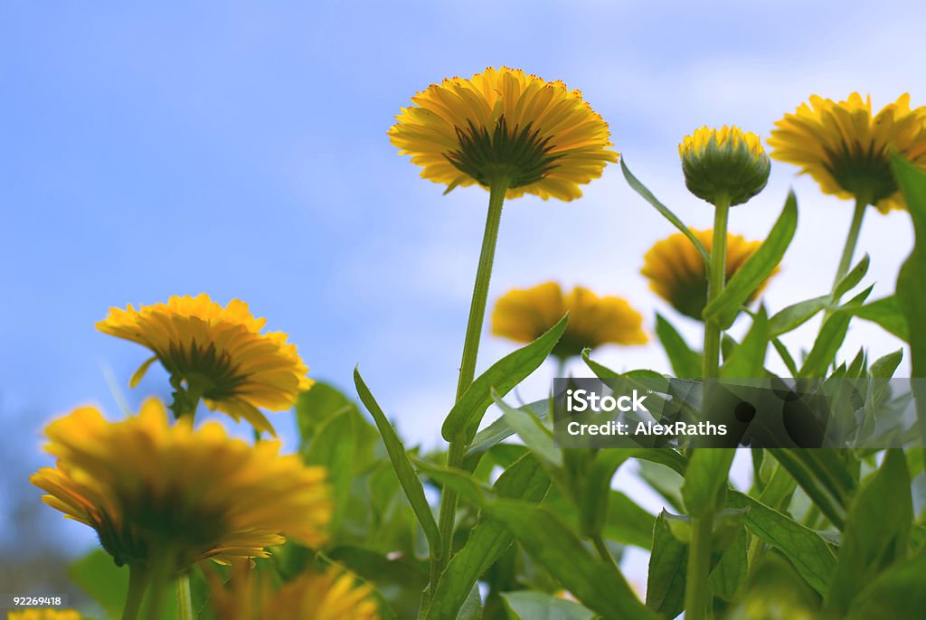 野生の花 - カラー画像のロイヤリティフリーストックフォト