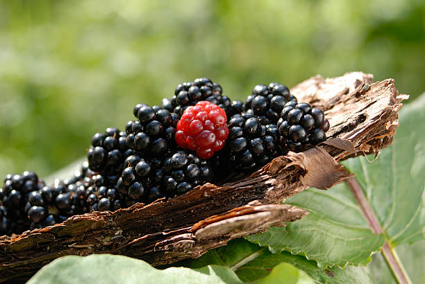 Blackberries stock photo