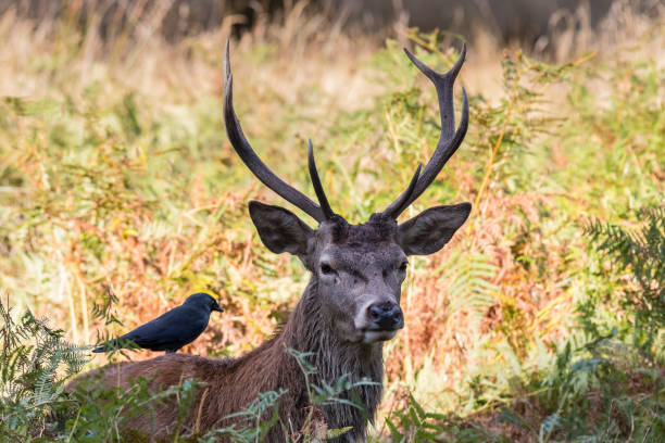 istock The deer of Richmond park 922695632