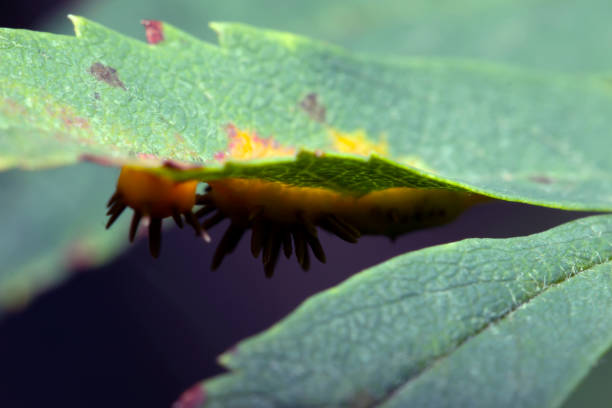 istock Septoria leaf spot of trees 922696126