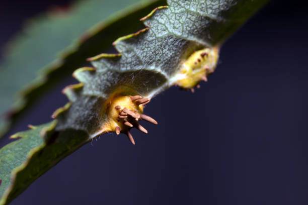 istock Septoria leaf spot of trees 922696152
