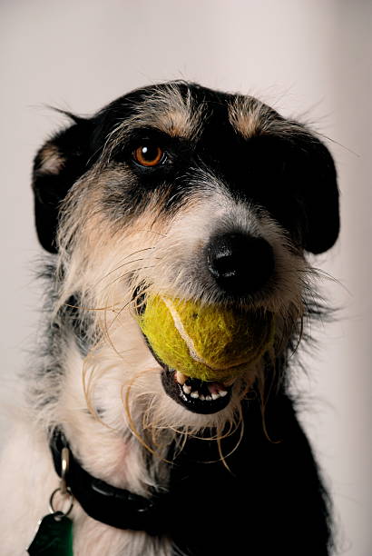 istock Dog With Green Ball-1 92269652