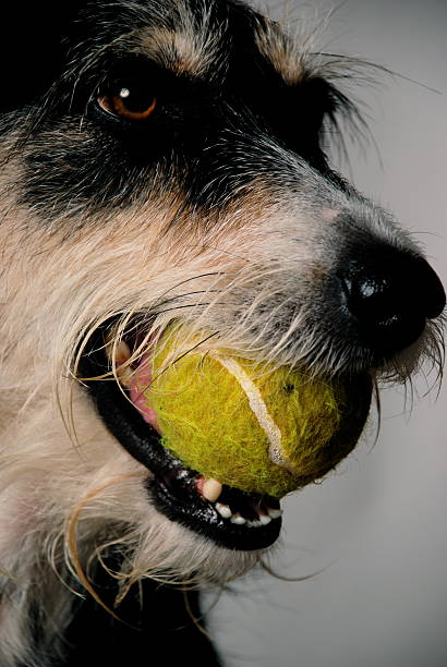 istock Dog With Green Ball-2 92269655