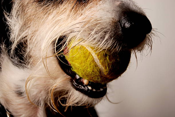 istock Dog Mouth With Tennis Ball 92269667
