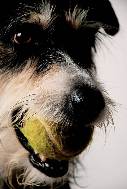 istock Dog With Tennis Ball-4 92269670