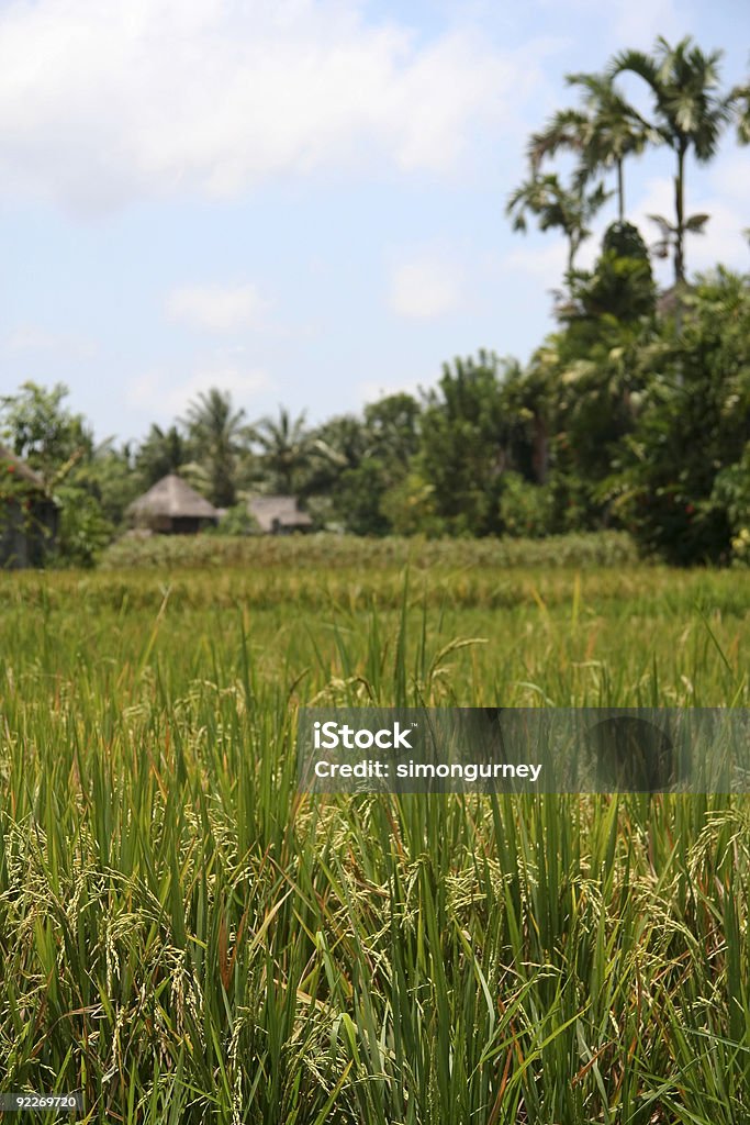 rice harvest ubud, bali - Lizenzfrei Agrarbetrieb Stock-Foto