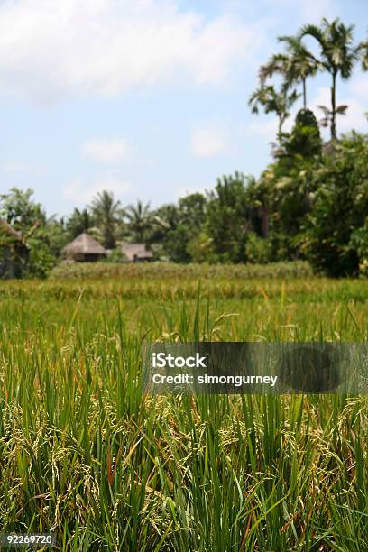 Rice Harvest Ubud Bali Stockfoto und mehr Bilder von Agrarbetrieb - Agrarbetrieb, Asien, Bali