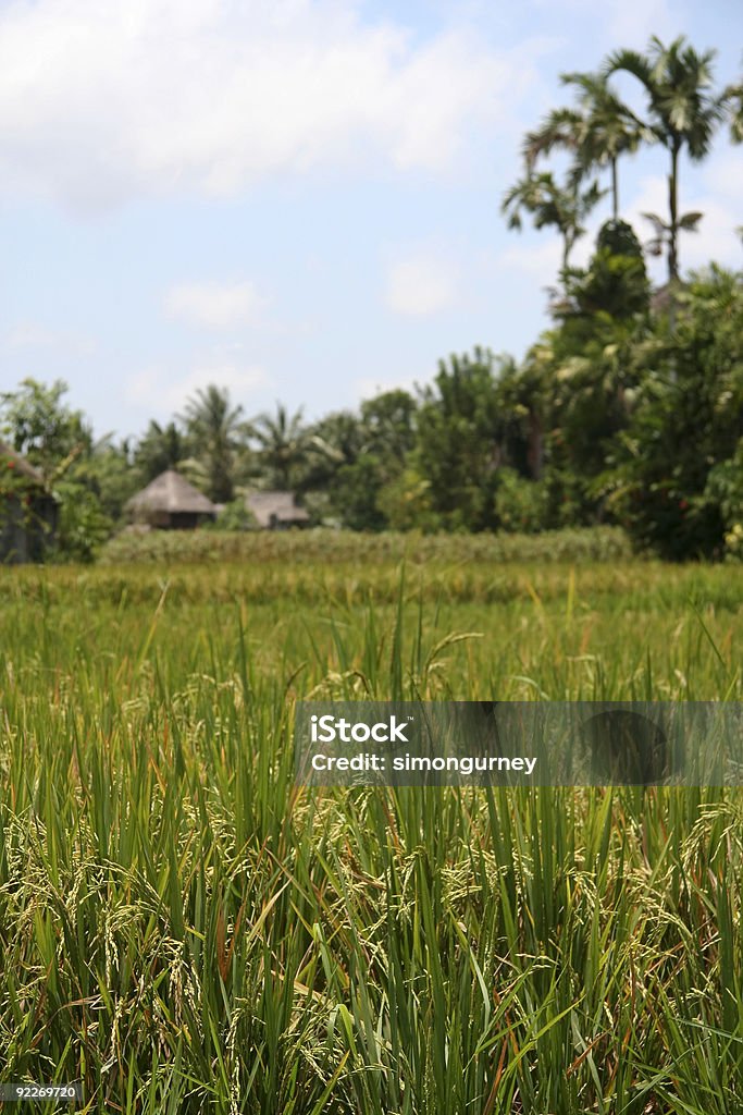 Arroz das colheitas ubud de bali - Royalty-free Agricultura Foto de stock