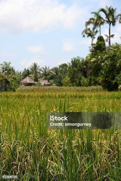 Arroz Das Colheitas Ubud De Bali - Fotografias de stock e mais imagens de Agricultura - Agricultura, Aldeia, Ao Ar Livre