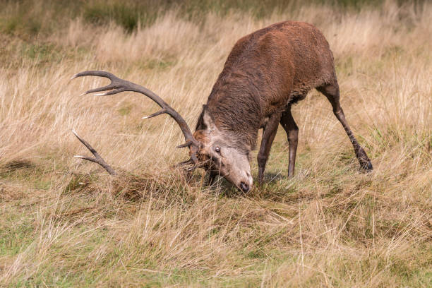 istock The deer of Richmond park 922697282
