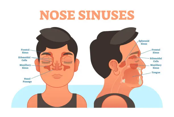 Vector illustration of Nose sinuses anatomical vector illustration cross section.