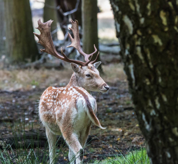 istock The deer of Richmond park 922698666